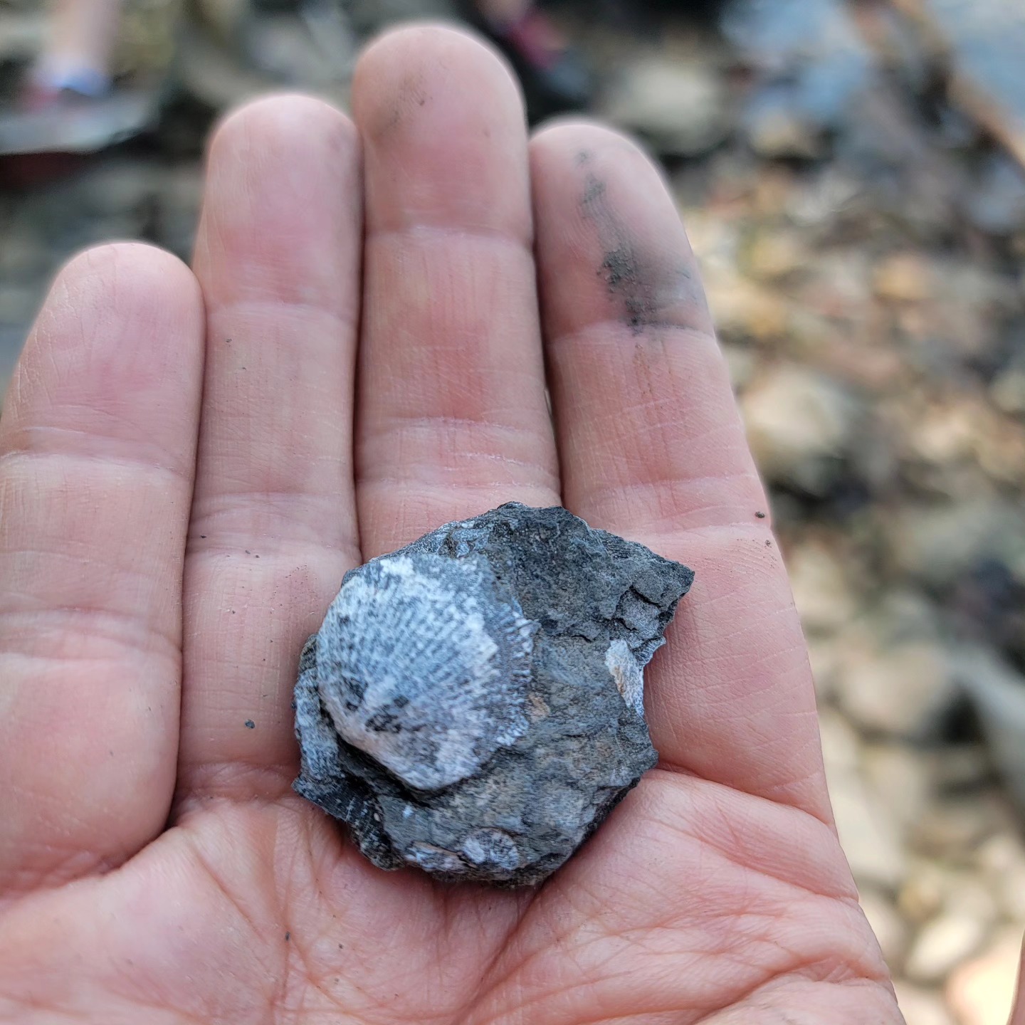 Plus gros fossile trouvé