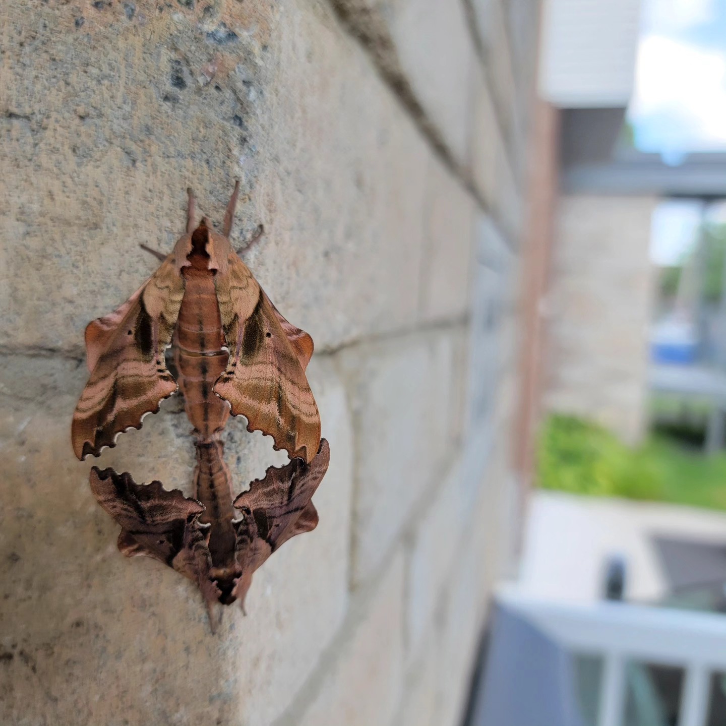 Papillon feuille morte