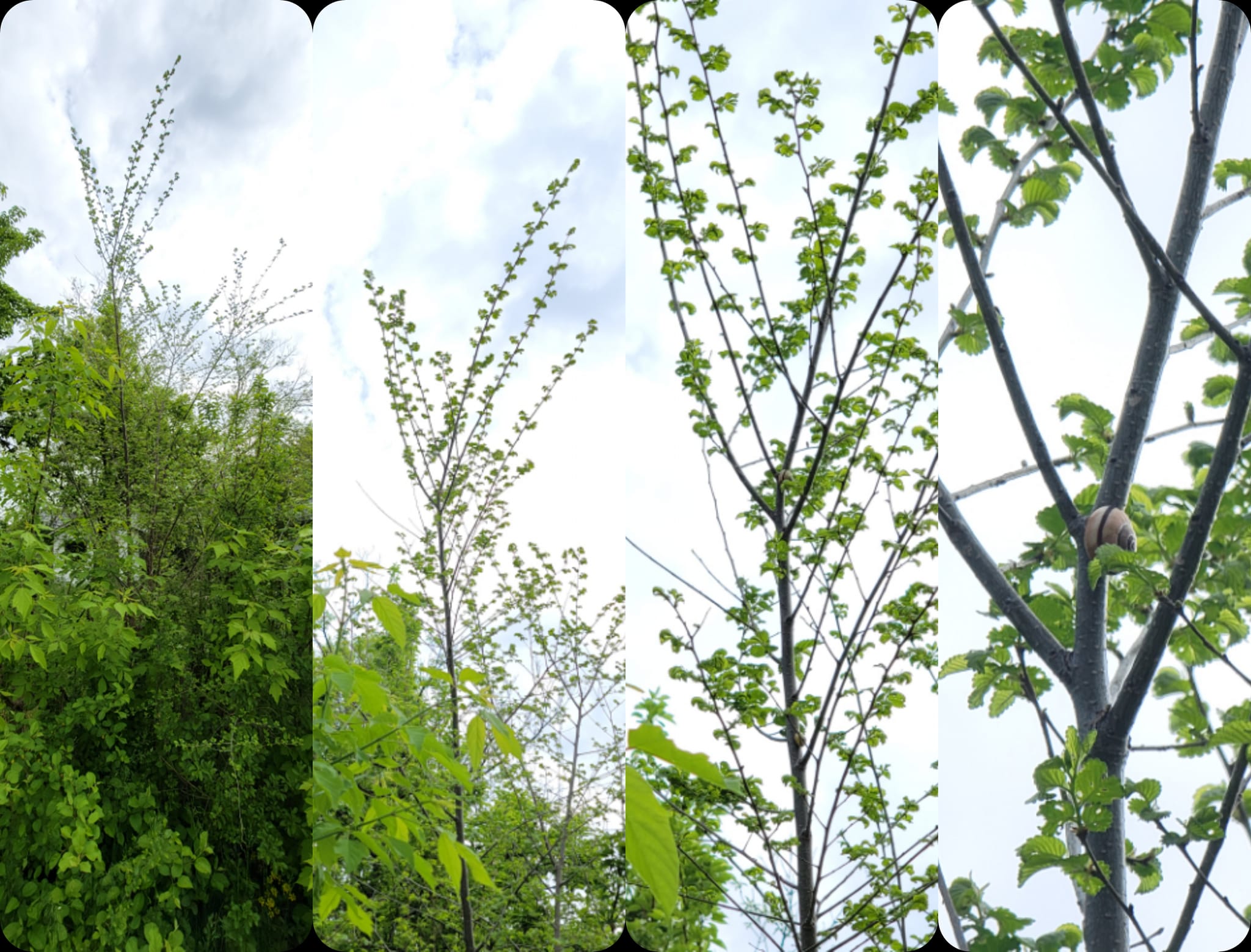 Escargot qui monte ...haut