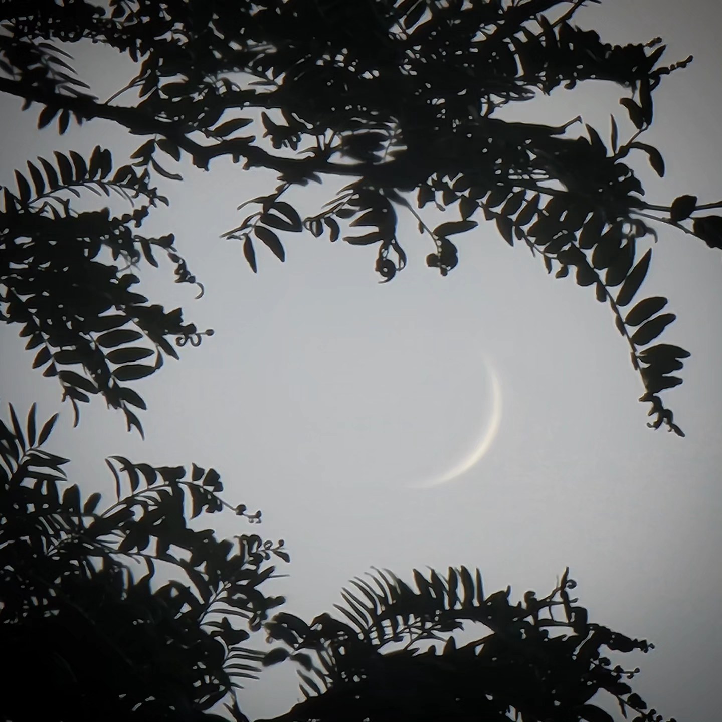 Mince croissant de Lune