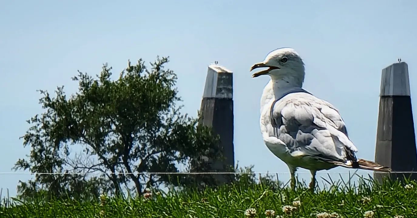 Mouette et zoom