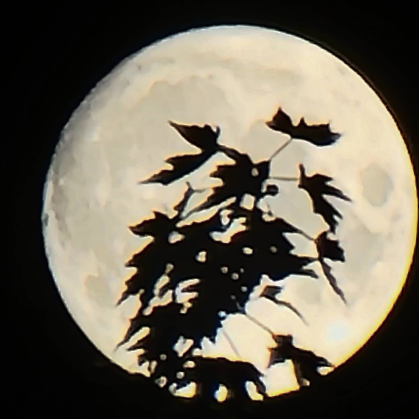 Ombres chinoise sur fond de lune