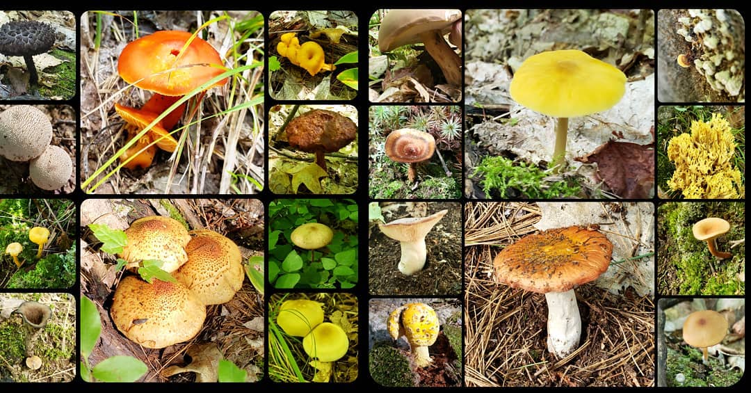Champignon du Mont Morissette